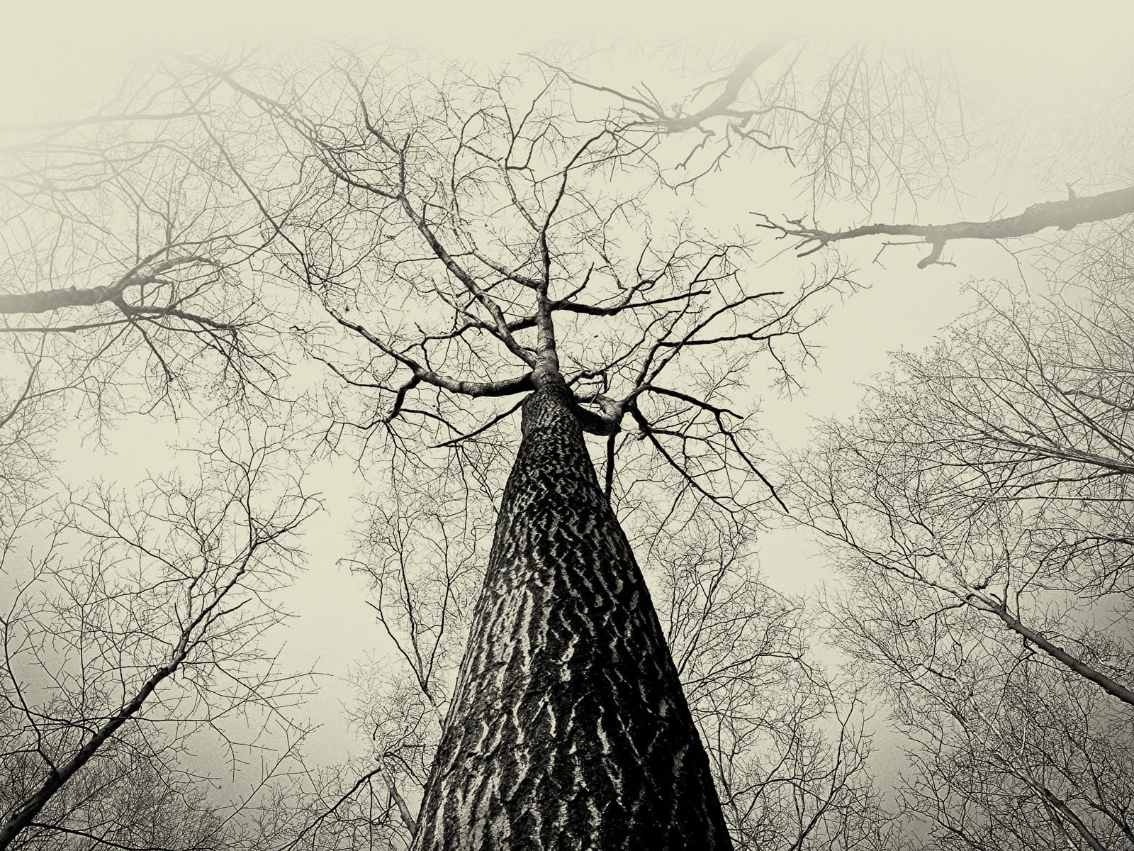 background tree image