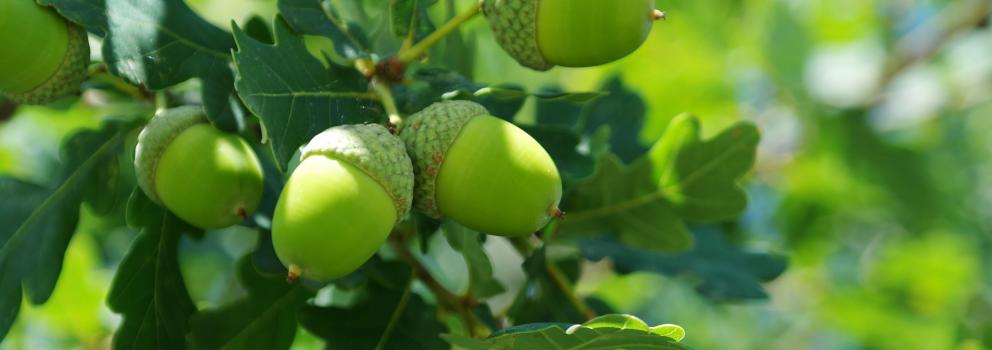 acorns - from which great oak trees grow